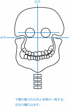 顎関節症について：図4 噛み合わせが正しいと体のバランスが取れている